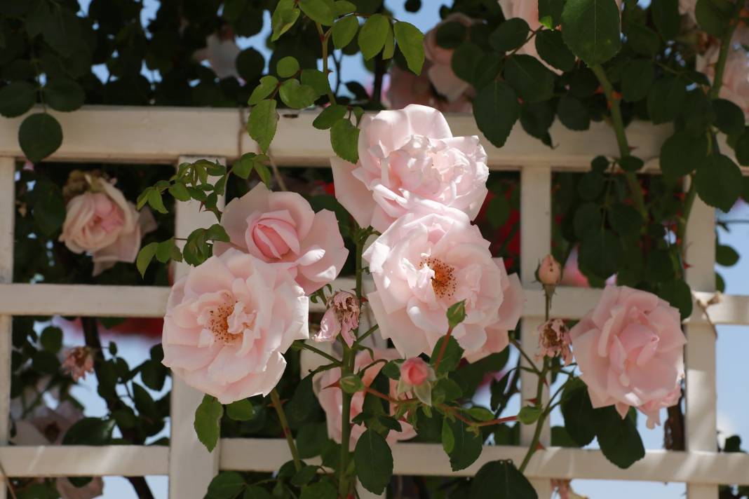 Doğanın en güzel tonları Karatay’da! Her detayıyla hayran bırakıyor 9